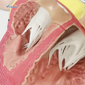Modello di Cuore Umano Grande 5 Volte la Dimensione Naturale per Insegnamento Medico con Atri, Ventricoli e Valvole - Product Image 5