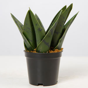 Plantas de serpiente artificiales de plástico verde oscuro, <span class=keywords><strong>Sansevieria</strong></span>, 14CM, plantas decorativas baratas para jardín - Product Image 2