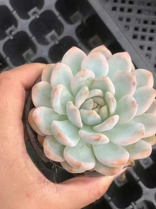 Envío Rápido, Planta Suculenta MinHui <span class=keywords><strong>Echeveria</strong></span> Monroe Variegada de 9cm, Ideal para Hogar, Balcón, Navidad, San Valentín, Graduación - Product Image 5