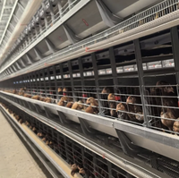 Équipement avicole automatique pour 40 000 oiseaux, cages d'alimentation pour l'élevage de poulets, système de batterie de cages en H pour poules pondeuses