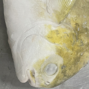 Chất Lượng Hàng Đầu Đông Lạnh Pompano Cá Pomfret Cá - Product Image 6