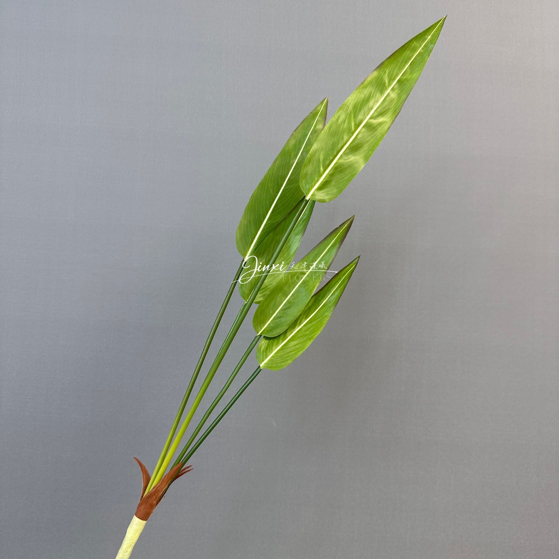 5 têtes de taro bambou d'eau, 78 cm