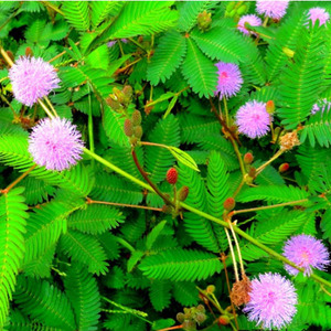 Bubuk ekstrak kulit kering micosa Mimosa - Product Image 3