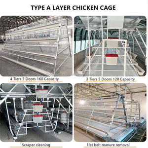 Equipo Avícola para Cría de Pollos, Jaulas para Gallinas Ponedoras Tipo A, Galvanizadas, Anticorrosivas, de Alta Densidad para Granjas Comerciales de Huevos - Product Image 6