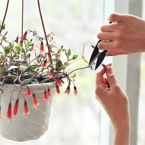 Pruning Shears ABS Garden Trimming Tool <strong>Plants</strong> Flower Bonsai Scissors Leaves Remover Shearing Tools Vegetables Mini <strong>Trimmer</strong> - Product Image 4