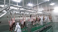 Ligne complète d'abattage de moutons, équipement d'abattoir pour moutons, chèvres et agneaux, machine de traitement du mouton halal