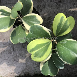 Pianta a 5 Foglie Sempervivum Hoya Kerrii Var. Piante da Interno - Product Image 2