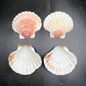 Coquilles de pétoncles colorées coquilles de mer naturelles coquilles de pétoncles crues pour la cuisson bricolage artisanat <span class=keywords><strong>plage</strong></span> décor de fête de mariage - Product Image 2