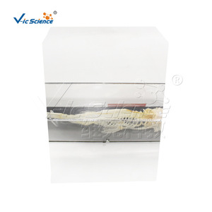 VIC43109 Espécimen de esqueleto de pájaro, material didáctico de biología para escuelas primarias y secundarias - Product Image 5