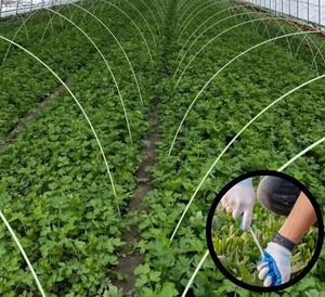 Varilla Flexible de Fibra de Vidrio para Túneles de Cultivo, 5mm 1.8m, Venta Directa de Fábrica - Product Image 3