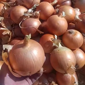 Hữu Cơ Cao Cấp Chất Lượng Đông Lạnh Hành Tây Nhẫn Hữu Cơ Tươi Gốc Cắt Hành Tây Khối Trung Quốc Bán Buôn Hấp Chế Biến Rau - Product Image 6