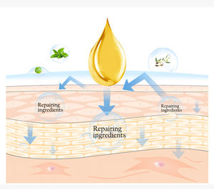 Lijtang Minyak Pijat Penghangat dan Pereda Nyeri Alami Organik OEM Ekstrak Tumbuhan Alami Minyak Pijat Kulit Tubuh - Product Image 5