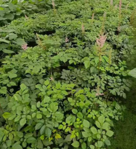 Fournir un extrait naturel de rhizome d'Astilbe <span class=keywords><strong>Chinensis</strong></span> 80% Astilbin - Product Image 5