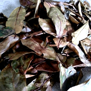 Té de Hojas Secas de Guanábana Serenity Wild - Disfrute de los Beneficios Calmantes y Revitalizantes del Té de Guanábana Envasado al Vacío VIET DELTA //NICKY - Product Image 1
