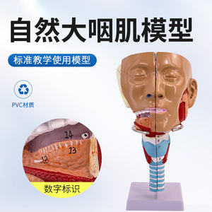 Modèle anatomique médical du trachée-nasopharynx et des muscles pharyngés ; troubles de la motricité des muscles crico-pharyngéens - Product Image 3