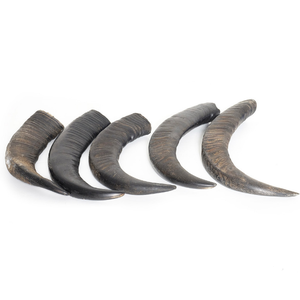 Calidad natural Listo para exportar Búfalo Calidad superior buena calidad personalizado Venta 100% Cuernos de búfalo - Product Image 4