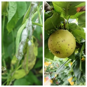 Fluopyram de qualité agricole 98% TC 96% TC SDHI Fongicide et <span class=keywords><strong>Nématicide</strong></span> pour le contrôle des maladies du sol contractées par les cultures de légumes et de fruits - Product Image 2