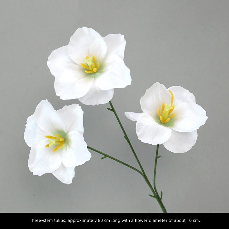 Tulipe à trois têtes