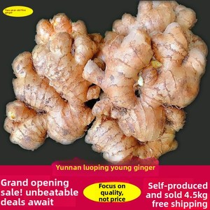Gingembre jaune de Yunnan Luoping, gingembre jeune de 3 ans, fraîchement cueilli et expédié, gingembre cru pour la post-partum et l'allaitement - Product Image 2
