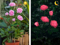 Lampe solaire d'extérieur à LED en forme de rose, étanche, à piquet, pour jardin, avec changement de couleur, éclairage décoratif