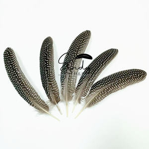 Pluma <span class=keywords><strong>de</strong></span> Gallo <span class=keywords><strong>de</strong></span> Guinea Natural <span class=keywords><strong>de</strong></span> 15-20 cm, <span class=keywords><strong>de</strong></span> Alta Calidad y al <span class=keywords><strong>Precio</strong></span> Más Bajo, Venta al Por Mayor, Fabricante Chino - Product Image 6