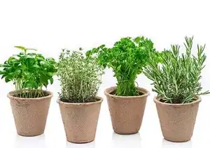 Yuchen vaso de plantas biodegradável, pequeno vaso de plantas de papel verde para jardim
