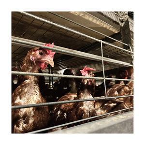 Système de batterie <span class=keywords><strong>motorisé</strong></span> <span class=keywords><strong>automatique</strong></span> en acier galvanisé à bon prix pour cages à poules pondeuses de type H - Product Image 4