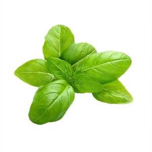 Органический бесплатный образец оптом поставщик Nepeta Cataria порошок - Product Image 3