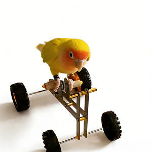 Mini jouet de vélo pour perroquet, jouet d'équilibre pour oiseaux, puzzle, jouet d'apprentissage interactif pour la conduite à vélo, pour perruche et calopsitte - Product Image 1