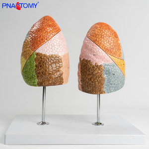 Juego de 2 piezas de segmentos de pulmón de colores, 10 segmentos cada uno para pulmones izquierdo y derecho, producto de ciencia médica - Product Image 6