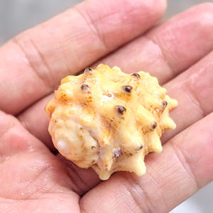 Polido Natural Shell Concha Caracol Rare Specimen Aquário Decoração Peixe para Tiro Props Toque Real - Product Image 4