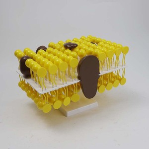 Composants du modèle de mosaïque de membrane cellulaire Qinghua : Expérience de démonstration pédagogique en biologie pour les collèges et lycées - Product Image 3