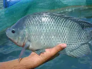 מפעל סין מותאם אישית מקורה tilapia בריכת דגים הגדולה ביותר