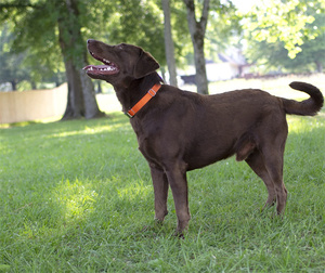 2025 patrón personalizado Logo poliéster nailon entrenamiento al aire libre Martingale perro <span class=keywords><strong>Collar</strong></span> cadena ajustable personalizado Martingale perro <span class=keywords><strong>Collar</strong></span> - Product Image 2