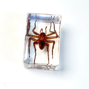 Pas cher Prix Enfants Éducation Résine Véritable <span class=keywords><strong>Araignée</strong></span> Scorpion Insecte Spécimen Résine Transparente Insecte Décoration Résine Artisanat - Product Image 5