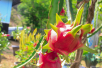 Verse natuurlijke zoete drakenvruchten, roze rode schil, wit vlees, kwaliteit 60 dagen houdbaarheid, Ninh Thuan Vietnam. WHATSAPP 0084 989 322 607