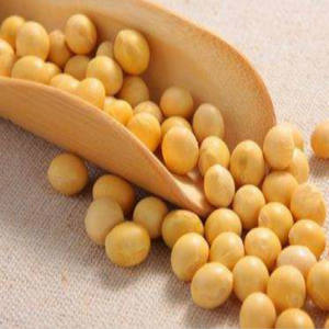 Kualitas tinggi standar GMP kualitas makanan ekstrak kedelai Ekstrak kacang kedelai Isoflavone - Product Image 6