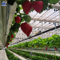 Bac de culture électrique réglable pour serre, pour la culture de tomates et de fraises