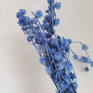 <span class=keywords><strong>Fiori</strong></span> di <span class=keywords><strong>campana</strong></span> conservati naturali reali variopinti all'ingrosso della <span class=keywords><strong>campana</strong></span> della frutta della <span class=keywords><strong>campana</strong></span> per la disposizione floreale - Product Image 4