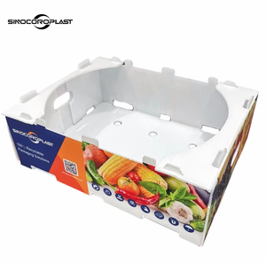 Boîte en plastique ondulé PP étanche pour mangoustans, emballage de fruits pour exportation en chaîne du froid - Product Image 6