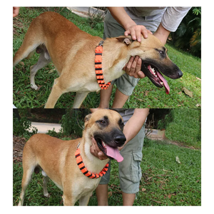 전술 Pvc 훈련 개 목걸이 크기 스테인레스 스틸 체인과 폴리 에스테르 소재 내구성 <span class=keywords><strong>Martingale</strong></span> 스타일 작은 Xl 솔리드 - Product Image 3