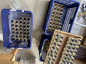 Décoration de bureau POD, ornements artisanaux <span class=keywords><strong>en</strong></span> verre, pots de <span class=keywords><strong>fleurs</strong></span>, plantes, cadeaux de <span class=keywords><strong>fleurs</strong></span> <span class=keywords><strong>en</strong></span> verre pour la fête des mères, anniversaire de décembre - Product Image 6