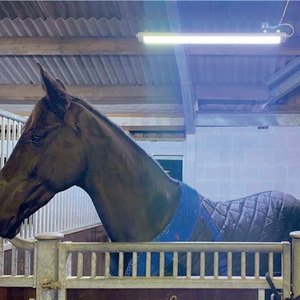Tùy chỉnh 100W 150W 200W ngựa <span class=keywords><strong>LED</strong></span> trị liệu ánh sáng màu đỏ hồng ngoại 660nm 850nm solarium trị liệu động vật <span class=keywords><strong>LED</strong></span> ánh sáng 5 năm bảo hành - Product Image 5