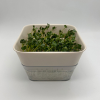 Plateau de germination pour graines de haricot biologiques en culture fraîche Microgreens d'intérieur avec trous de drainage