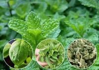 Feuilles de menthe poivrée séchées de qualité supérieure à prix abordable