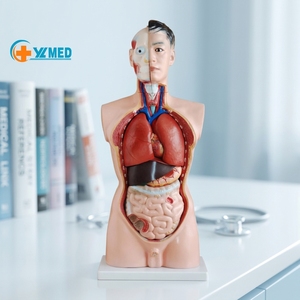 Modelo <span class=keywords><strong>de</strong></span> Torso <span class=keywords><strong>Humano</strong></span> <span class=keywords><strong>de</strong></span> 85 cm, <span class=keywords><strong>de</strong></span> PVC, con Órganos Internos Masculinos, 19 <span class=keywords><strong>Partes</strong></span>, para Material Didáctico, con Certificación CE/ISO - Product Image 1