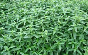 Fábrica GMP QY Herb Wholesales, Extracto de Andrographis <span class=keywords><strong>Paniculata</strong></span> en Polvo de Alta Calidad a Buen <span class=keywords><strong>Precio</strong></span> - Product Image 2