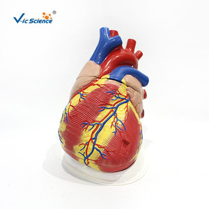 Modèle d'anatomie cardiaque VIC3304, modèle de cœur 5 fois plus grand, modèle pédagogique médical de cœur naturel grandeur nature (Médical) - Product Image 4