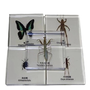 El fabricante produce especímenes de insectos pequeños, realistas, transparentes y creativos para la enseñanza y observación en jardines de infancia. - Product Image 5