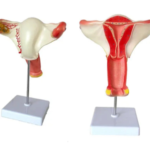 Modelo anatómico de útero vaginal con dispositivo de valor endógeno <span class=keywords><strong>femenino</strong></span> - Product Image 1